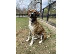 Adopt Samson a Brindle Plott Hound / Great Pyrenees / Mixed dog in Ossining