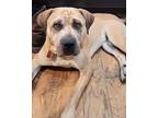 Adopt Deci a Tan/Yellow/Fawn Mastiff / Labrador Retriever / Mixed dog in