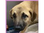 Adopt Tawny a Tan/Yellow/Fawn - with Black Belgian Shepherd / Belgian Malinois /