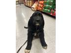 Adopt Appa a Black - with White Golden Retriever / Great Pyrenees / Mixed dog in
