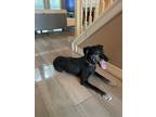 Adopt Bella a Black - with White Labrador Retriever / Mixed dog in Houston