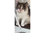Adopt Little Kitty a Calico or Dilute Calico Calico / Mixed (short coat) cat in