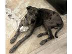 Adopt Blue a Gray/Silver/Salt & Pepper - with Black Great Dane / Mixed dog in