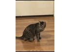 Adopt Abi a Gray or Blue (Mostly) American Shorthair / Mixed (short coat) cat in