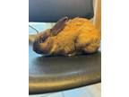 Adopt Flopsdale a Chocolate Mini Rex / Mini Rex / Mixed rabbit in Wausau