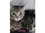 Adopt Janie a Brown Tabby Domestic Shorthair / Mixed Breed (Medium) / Mixed