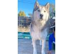Adopt Koda a Gray/Silver/Salt & Pepper - with White Husky / Mixed dog in San