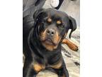 Adopt Ada a Black - with Tan, Yellow or Fawn Rottweiler / Mixed dog in