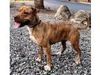 Adopt Bimba a Brindle American Pit Bull Terrier / Mixed dog in Walnut Creek