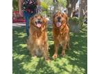 Adopt Holly and Ally a Red/Golden/Orange/Chestnut Golden Retriever / Mixed dog