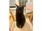 Adopt Mo a All Black Domestic Shorthair / Mixed (short coat) cat in Devon