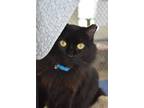 Adopt Dosido a All Black Domestic Mediumhair / Mixed cat in Youngtown