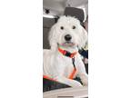Adopt Remi a White Goldendoodle / German Shepherd Dog / Mixed dog in Oakland