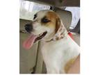 Adopt Abbie a White - with Tan, Yellow or Fawn Coonhound (Unknown Type) / Mixed