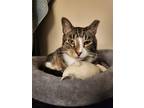 Adopt Mango a Tan or Fawn Tabby American Shorthair / Mixed (short coat) cat in