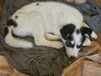 Adopt Juno a White - with Black Australian Shepherd / Mixed dog in Vancouver
