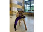 Adopt Bella a Shepherd (Unknown Type) / Mixed dog in Houston, TX (41180919)