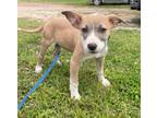 Adopt Cyan KA a Gray/Silver/Salt & Pepper - with White Terrier (Unknown Type
