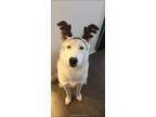 Adopt Ghost a White Husky / Mixed dog in Holland, MI (41299751)