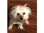 Adopt Maia a White - with Brown or Chocolate Havanese / Mixed dog in Sugar Hill