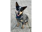 Adopt Equinox a Black Australian Cattle Dog / Mixed dog in Indianapolis