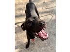 Adopt Rowan a Black American Pit Bull Terrier / Mixed dog in Indianapolis