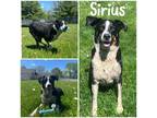 Adopt Sirius a Black Hound (Unknown Type) / Pointer / Mixed (short coat) dog in