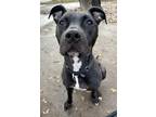 Adopt Theo a Black Labrador Retriever / Boxer / Mixed (short coat) dog in