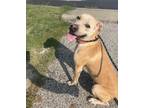 Adopt James a Tan/Yellow/Fawn Black Mouth Cur / Mixed dog in Platte City