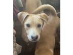 Adopt Zach KA a Tan/Yellow/Fawn Australian Cattle Dog / Beagle / Mixed dog in