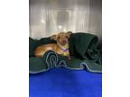 Adopt Mender a Red/Golden/Orange/Chestnut Mixed Breed (Small) / Mixed dog in
