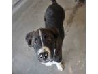 Adopt Biggie Smalls a Mixed Breed (Medium) / Mixed dog in Rancho Santa Fe