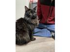 Adopt Muki a Black (Mostly) Domestic Longhair / Mixed (long coat) cat in Fort