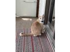 Adopt Ginger a Tan or Fawn Domestic Shorthair / Mixed (medium coat) cat in Saint