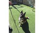 Adopt Mystery a Brown/Chocolate - with Black Akita / Shepherd (Unknown Type) /