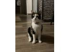 Adopt Leia a Calico or Dilute Calico American Wirehair / Mixed (medium coat) cat