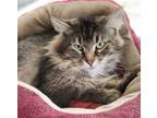 Adopt Achilles a Brown Tabby Domestic Longhair / Mixed (long coat) cat in