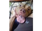 Adopt Chungus (Courtesy Post) a Mixed Breed (Medium) / Mixed dog in Dallas