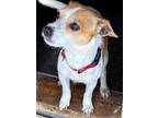 Adopt Ricky a Jack Russell Terrier dog in Windsor, CO (41347166)