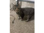 Adopt Groot a Brown Tabby Domestic Shorthair / Mixed (short coat) cat in