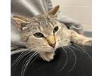 Adopt Kathryn a Domestic Shorthair / Mixed cat in Sheboygan, WI (41338449)