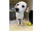 Adopt Jasper a White Jack Russell Terrier / Dachshund / Mixed dog in Converse