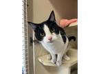 Adopt First Aid Kit a White Domestic Shorthair / Domestic Shorthair / Mixed cat