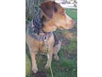 Adopt Sairah a Tricolor (Tan/Brown & Black & White) Beagle / Mixed dog in