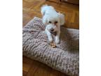 Adopt Kernel George a White - with Tan, Yellow or Fawn Poodle (Miniature) /