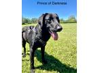 Adopt Prince of Darkness a Labrador Retriever / German Shepherd Dog / Mixed dog