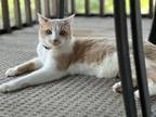 Adopt Nutmeg a Tan or Fawn (Mostly) Domestic Shorthair / Mixed (medium coat) cat