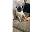 Adopt Reggie a Tan/Yellow/Fawn - with Black Pug / Mixed dog in Outlook