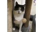 Adopt Jax a Gray or Blue Domestic Shorthair (short coat) cat in Colmar