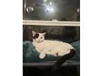 Adopt Mr.Man a White (Mostly) British Shorthair / Mixed (short coat) cat in